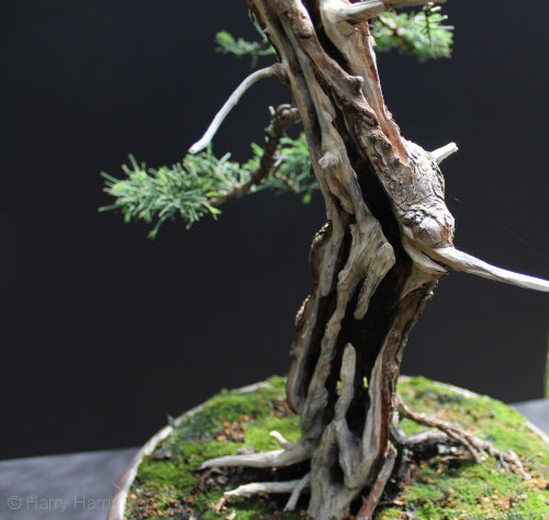 Chinese Juniper Bonsai